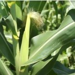 Cornfile.m