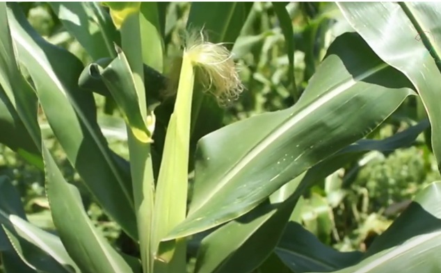 Cornfile.m