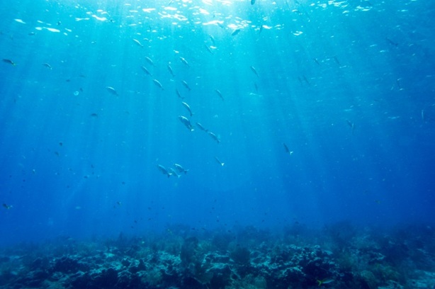 Oceansafp