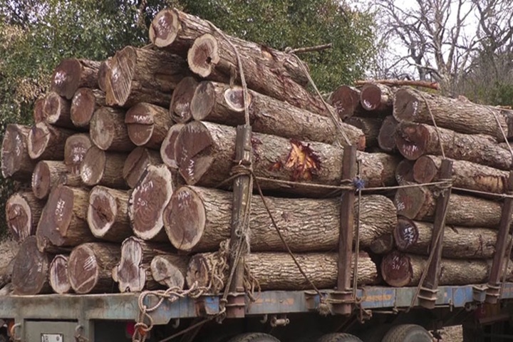 Wood.zumbofm