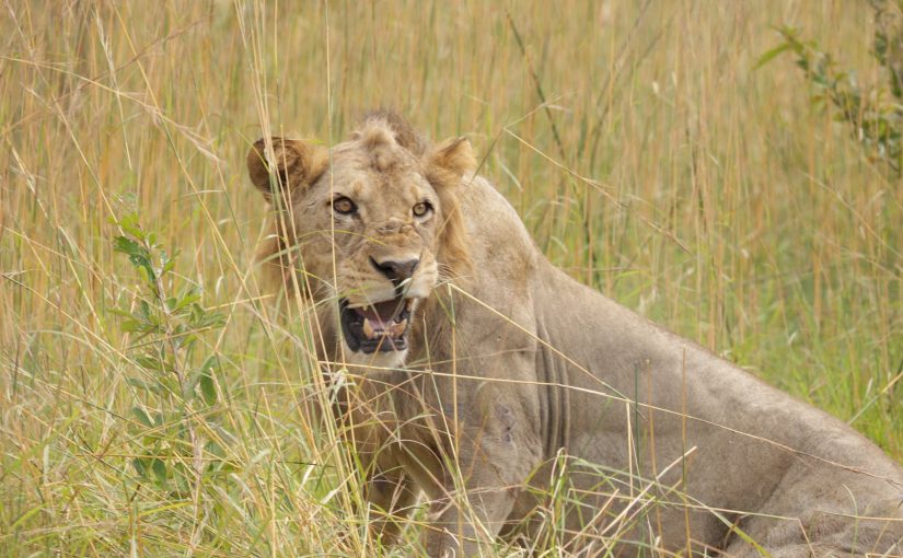 Lions.fb_