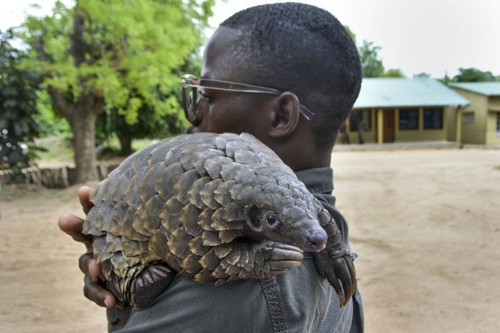 Pangolin.file_.lusa_