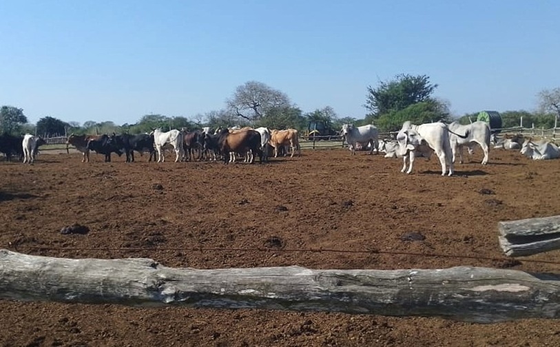 Cattle.not_