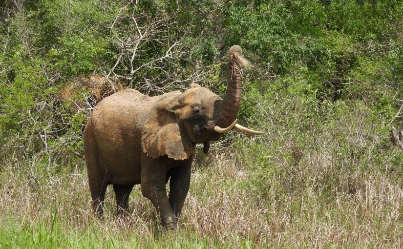 Elephant.maputonationalpark