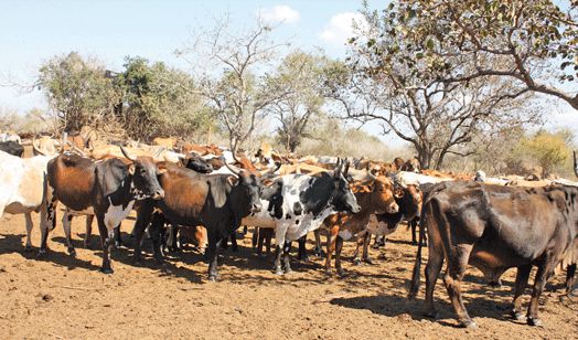 Febre-aftosa-sferir-2-1