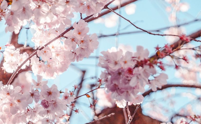 Japan.fb_