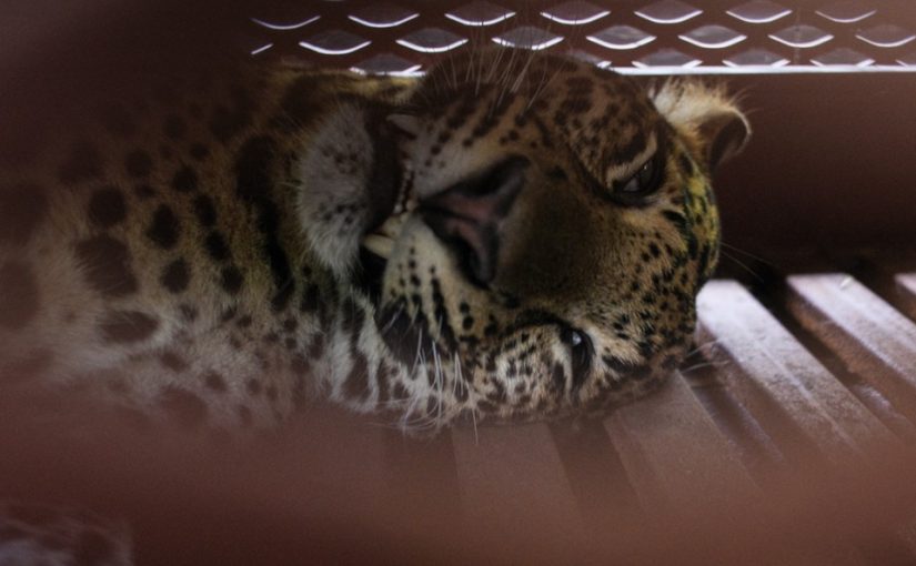 Leopardd.afp_